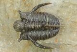 Three Species Trilobite Association (Cyphaspis, Morcops & Gerastos) #350533-8